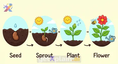 How Do Tiny Seeds Grow Into Big Plants?