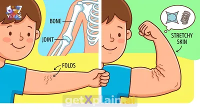 Why Do We Have Skin Folds at Our Joints?