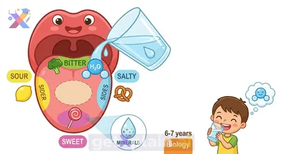 Why Does Water Seem to Have No Taste?