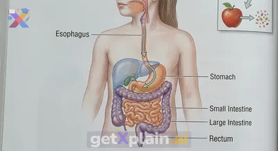 What is the Digestive System and How Does it Process Food?