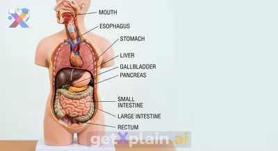 What Parts Make Up Our Digestive System?