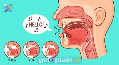 How Does Our Tongue Help Us Talk?