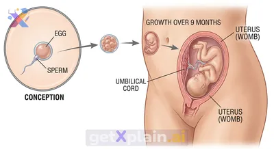How Do Babies Grow Inside Their Mothers?