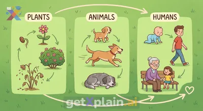 Why do all living things eventually stop living?