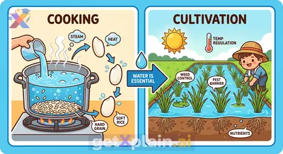 How Does Rice Cook and Why Does It Need So Much Water?